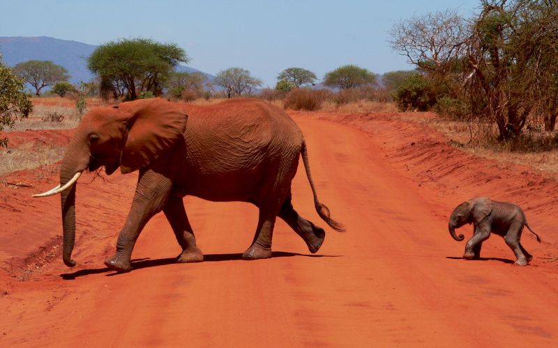 Elefanten in Tsavo