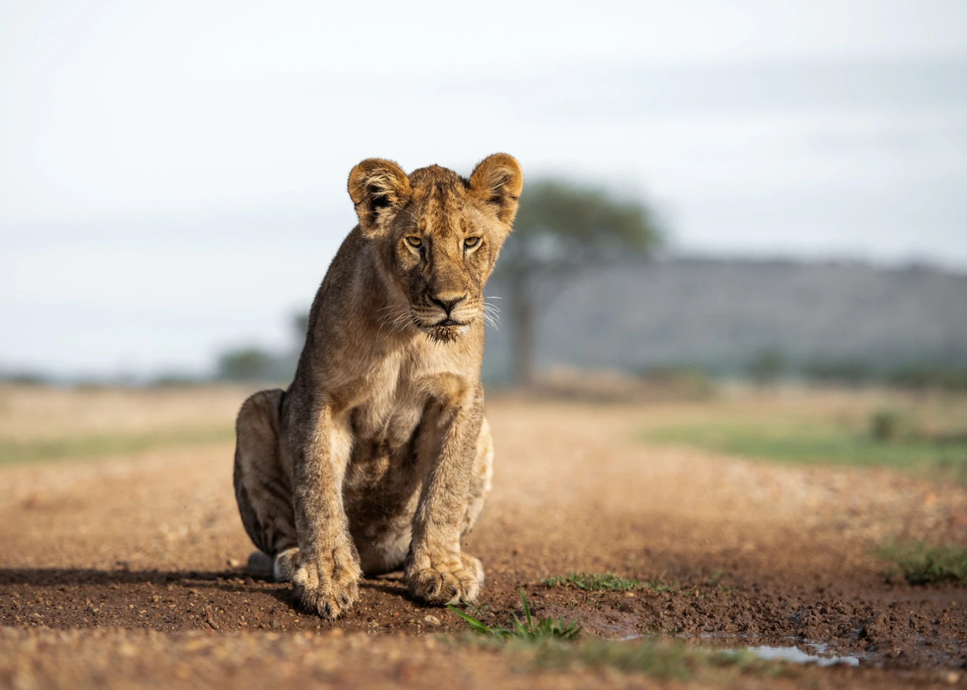 Lady M Safari - Why choose us